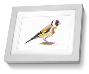 Goldfinch framed bird painting fine art print