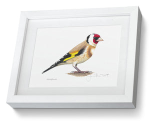 Goldfinch framed print bird painting fine art 