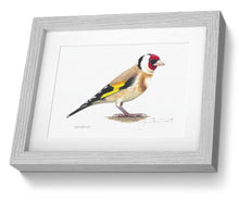 framed Goldfinch print bird painting fine art 