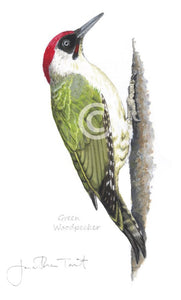 Green Woodpecker bird painting fine art print