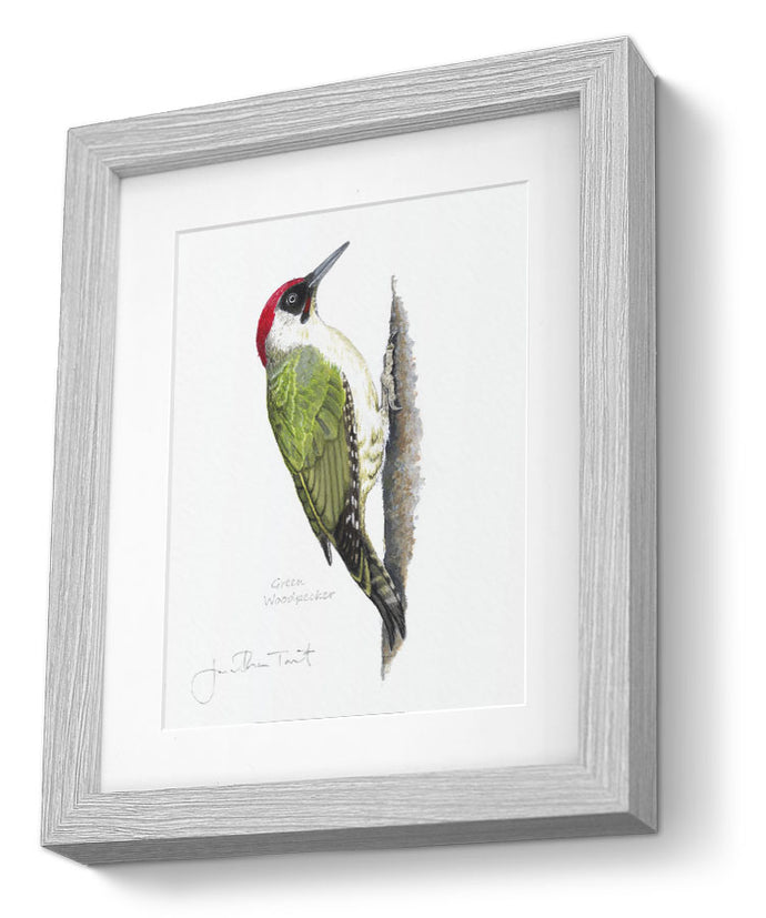 framed print Green Woodpecker bird painting fine art print