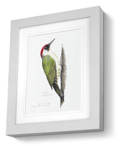 Green Woodpecker framed print bird painting fine art print