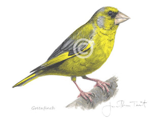 Greenfinch bird painting fine art print
