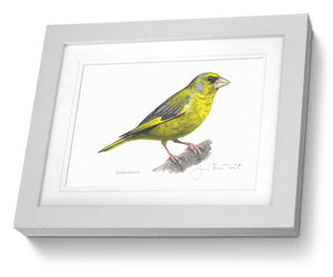 Greenfinch framed print bird painting fine art print
