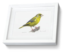 Greenfinch framed print bird painting fine art print