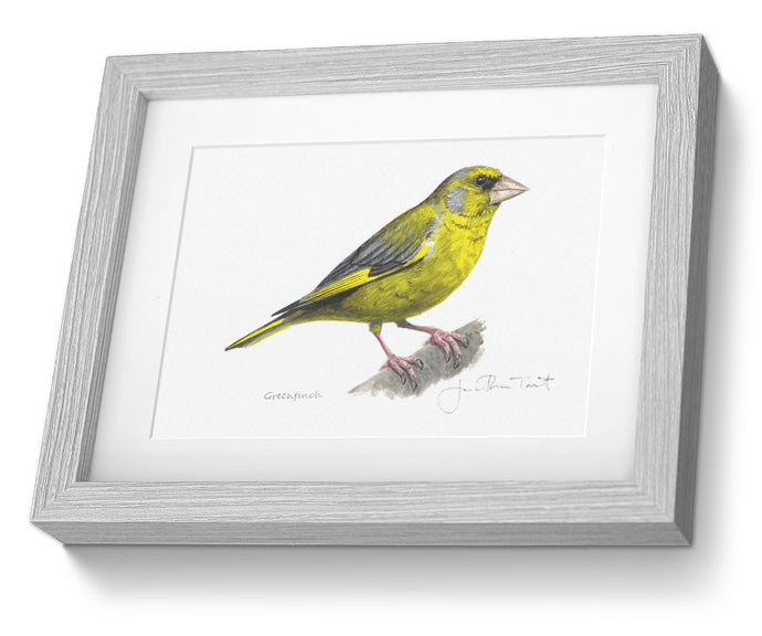 framed print Greenfinch bird painting fine art print