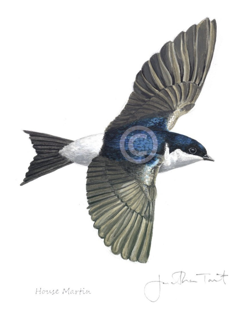 House Martin Framed Print Bird Painting Fine Art Print Sherwoodoutdoors House Martin Framed Print Bird Painting Fine Art Print Sherwoodoutdoors