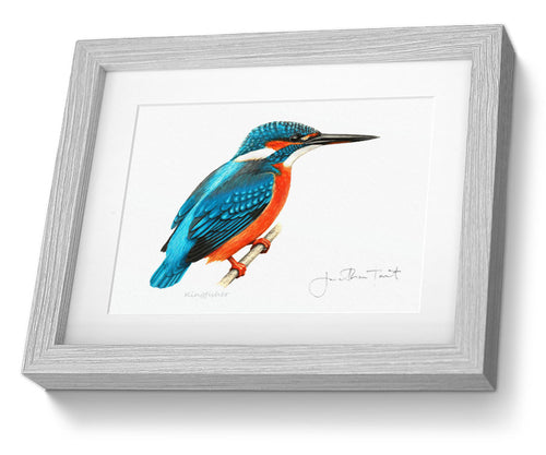 Kingfisher (Common) (Alcedo atthis) Framed print bird painting fine art print