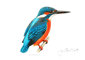 Kingfisher fine art print alcedo atthis