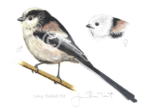 Long-tailed Tit bird painting fine art print