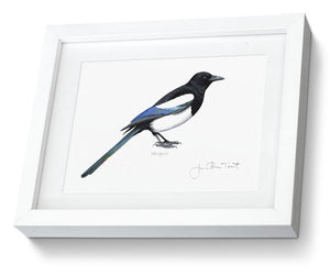 framed print Magpie Bird Painting Art Print