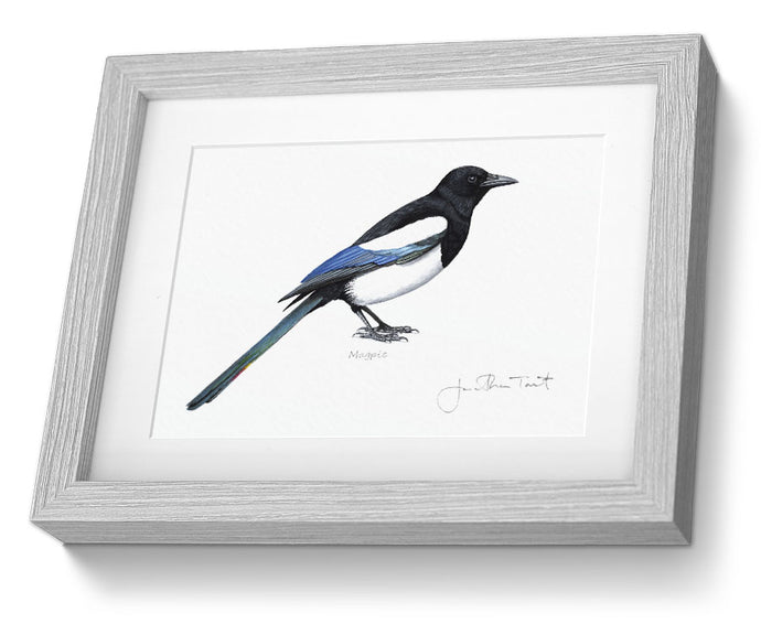 Magpie framed print  Bird Painting Art Print