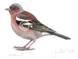 Male Chaffinch Bird Painting Art Print