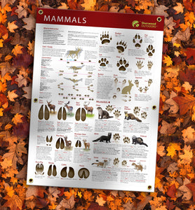 How to identify animal tracks banner postetr