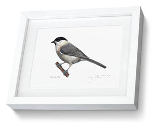 Marsh Tit Framed Print Bird Painting Art Print