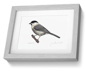 Framed Marsh Tit Print Bird Painting Art Print