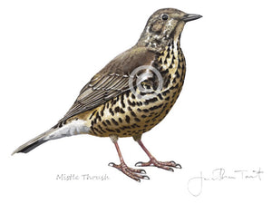 Mistle Thrush Bird Painting Art Print