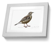 Mistle Thrush Bird Painting Art Print framed print 