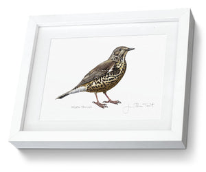 framed print  Mistle Thrush Bird Painting Art Print