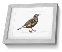 Mistle Thrush framed print Bird Painting Art Print