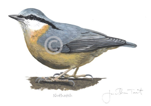 Nuthatch Bird Painting Art Print