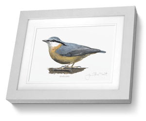 Nuthatch Framed Print Bird Painting Art Print