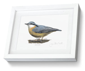 Framed Print Nuthatch Bird Painting Art Print
