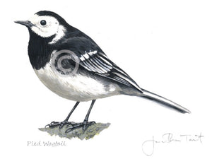 Pied Wagtail Bird Painting Art Print