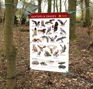 Birds of prey and snakes identification Outdoor Banner