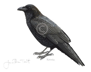 Raven Bird Painting Art Print