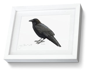 Framed Print Raven Bird Painting Art Print