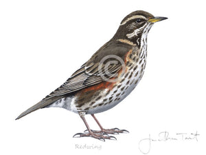 Redwing Bird Painting Art Print