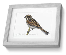 Female Reed Bunting framed print  bird painting fine art