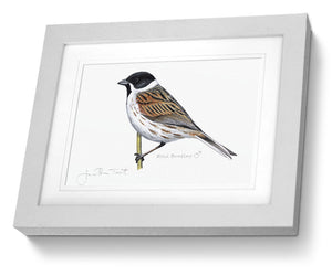 Male Reed Bunting Framed Print Bird Painting Art Print
