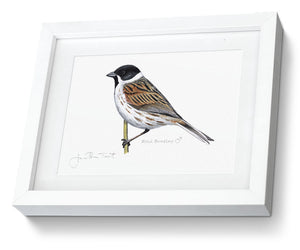 Framed Male Reed Bunting Bird Painting Art Print