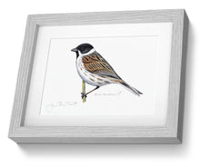 Framed Male Reed Bunting Print Bird Painting Art Print