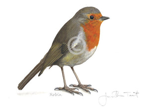 Robin Bird Painting Art Print