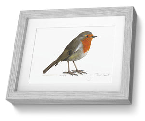 Framed Print Robin Bird Painting Art Print