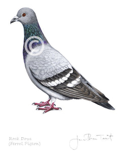 Rock Dove Pigeon Bird Painting Art Print
