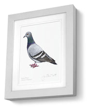 Rock Dove Pigeon Framed Print Bird Painting Art Print
