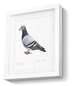 Rock Dove Framed Pigeon Print Bird Painting Art Print
