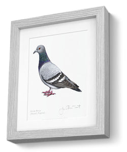 Rock Dove Framed Print Pigeon Bird Painting Art Print