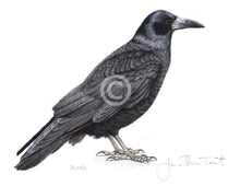 Rook Bird Painting Art Print