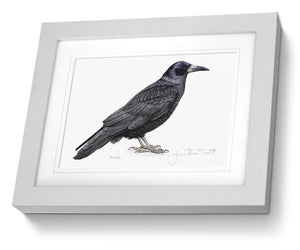 Rook Framed Print Bird Painting Art Print