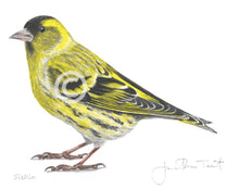 Siskin Bird Painting Art Print