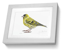 Siskin Framed Print Bird Painting Art Print 