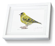 Siskin Framed Print Bird Painting Art Print 