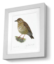 Framed Song Thrush Print Bird Painting Art Print