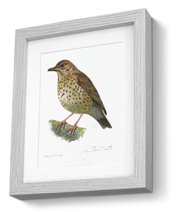 Song Thrush Framed Print Bird Painting Art Print