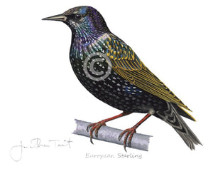 Starling Bird Painting Art Print